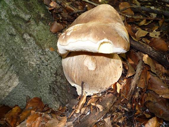 hríb dubový Boletus reticulatus Schaeff.