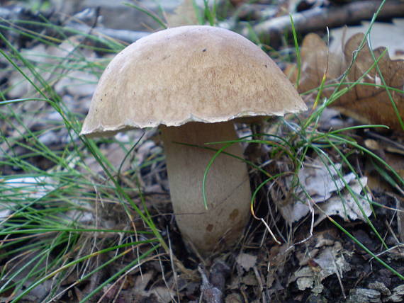 hríb dubový Boletus reticulatus Schaeff.