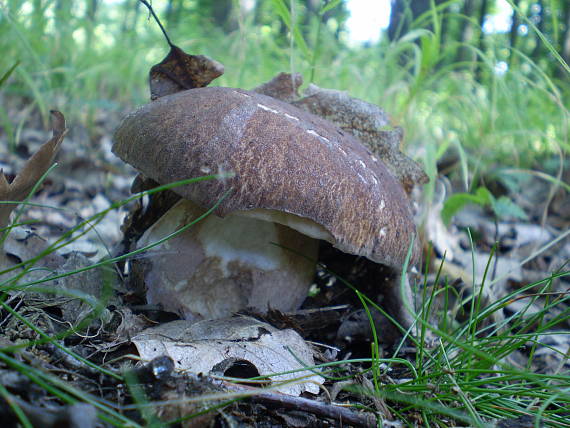 hríb dubový Boletus reticulatus Schaeff.