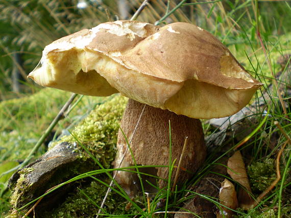 hríb dubový Boletus reticulatus Schaeff.