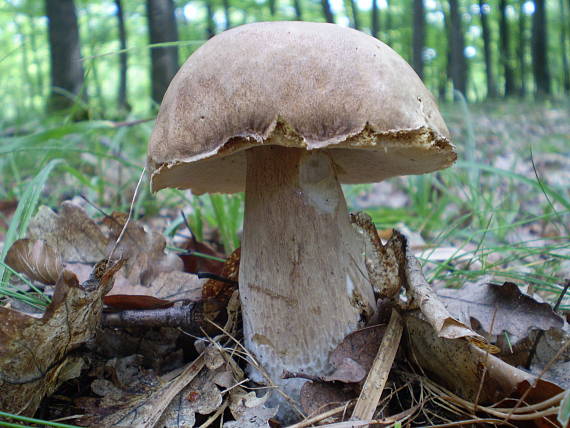 hríb dubový Boletus reticulatus Schaeff.