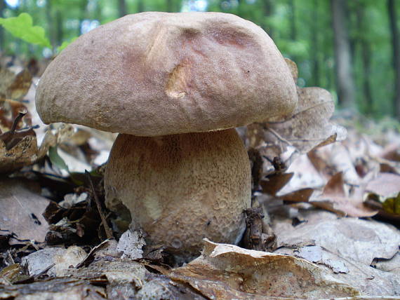 hríb dubový Boletus reticulatus Schaeff.