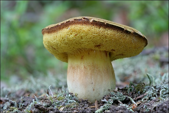 hríb Boletus sp.