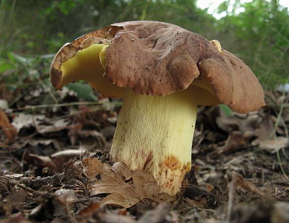 hríb príveskatý Butyriboletus appendiculatus (Schaeff. ex Fr.) Secr.