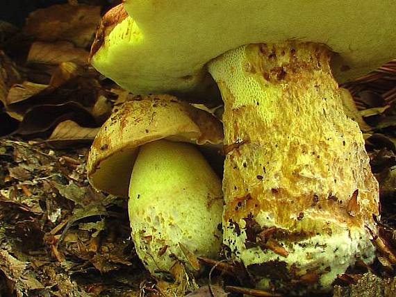 hríb príveskatý Butyriboletus appendiculatus (Schaeff. ex Fr.) Secr.