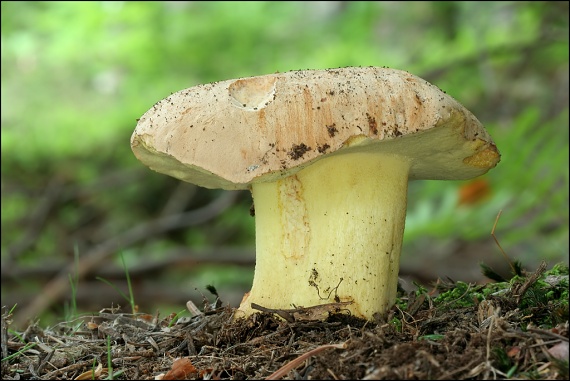 hríb horský Butyriboletus subappendiculatus (Dermek, Lazebn. & J. Veselský) D. Arora & J.L. Frank