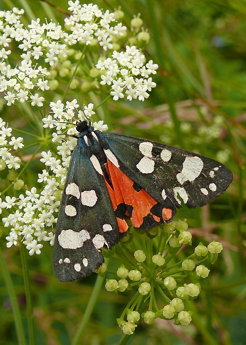 spriadač hluchavkový Callimorpha dominula