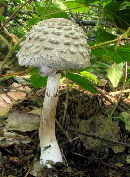 bedľa Olivierova Chlorophyllum olivieri (Barla) Vellinga