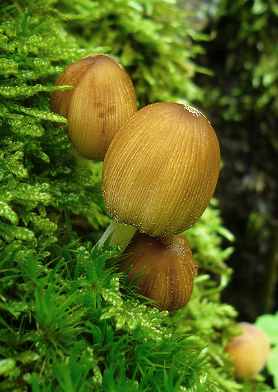 hnojník Coprinus sp.