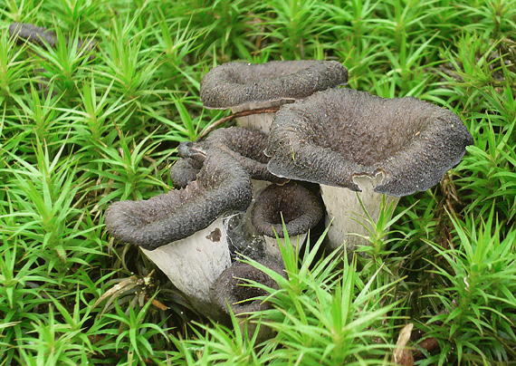 lievik trúbkovitý Craterellus cornucopioides (L.) Pers.