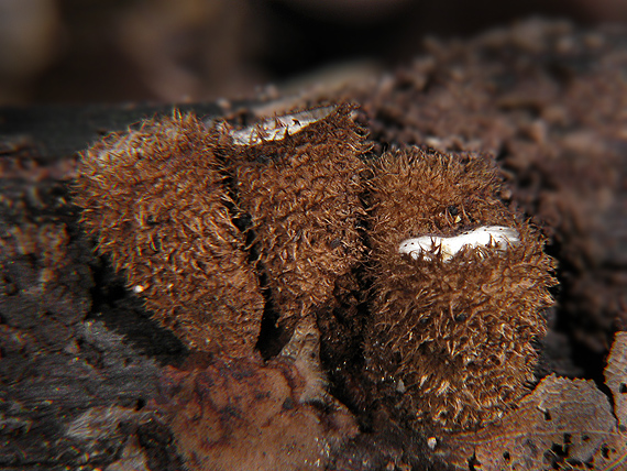 čiaškovec pásikavý Cyathus striatus (Huds.) Willd.