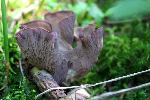 lievikovec kyjakovitý Gomphus clavatus (Pers.) Gray