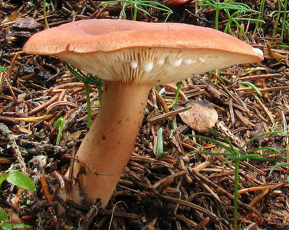 rýdzik gáfrový Lactarius camphoratus (Bull.) Fr.