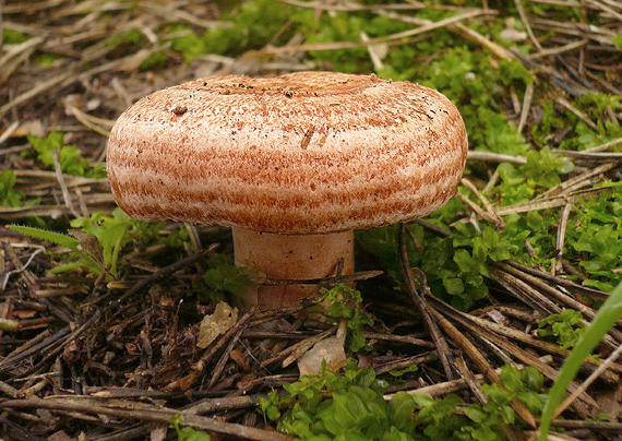 rýdzik pravý Lactarius deliciosus (L.) Gray