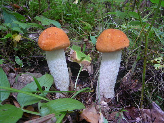 kozák osikový Leccinum albostipitatum den Bakker & Noordel.