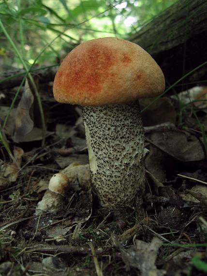 kozák Leccinum aurantiacum (Bull.) Gray