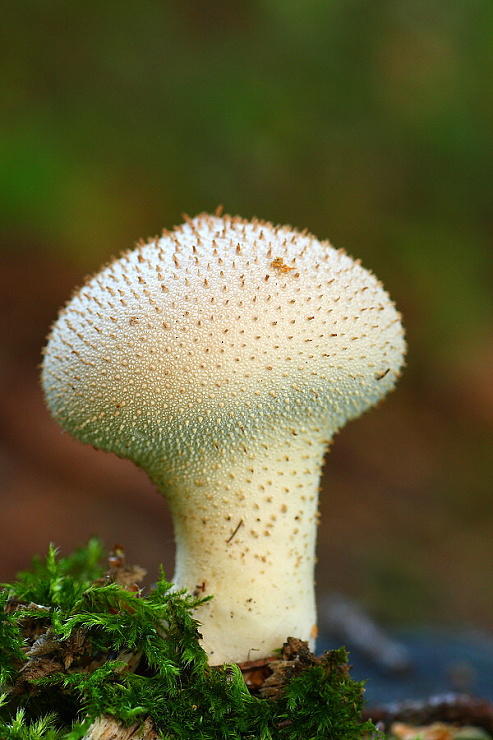 prášnica Lycoperdon sp.