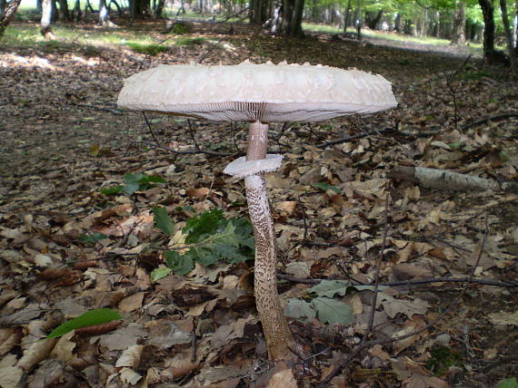 bedľa vysoká Macrolepiota procera (Scop.) Singer