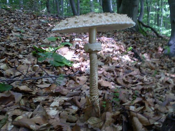 bedľa vysoká Macrolepiota procera (Scop.) Singer