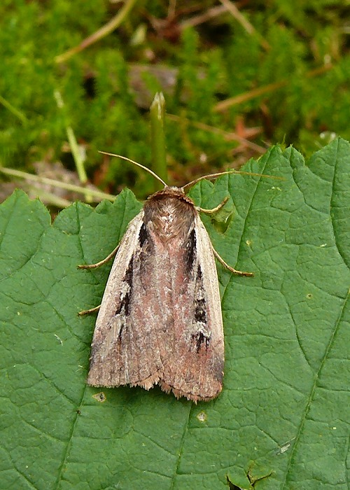 siatica čakanková Ochropleura plecta