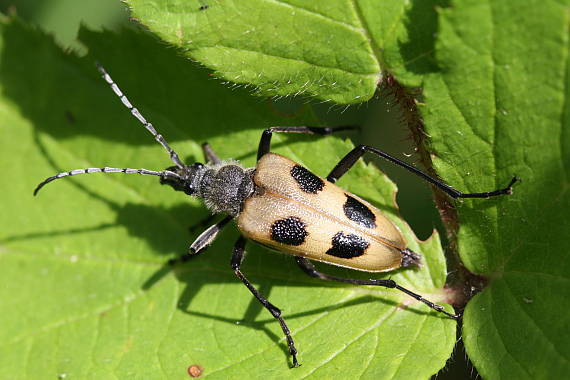 fuzáč štvorškvrnný Pachyta quadrimaculata