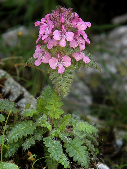 všivec praslenatý Pedicularis verticillata L.