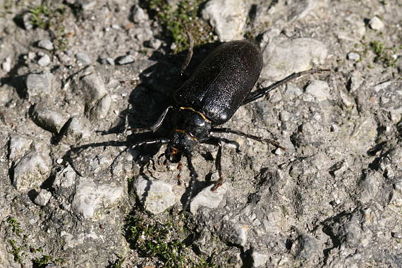 fuzáč hrubý, samica Prionus coriarius