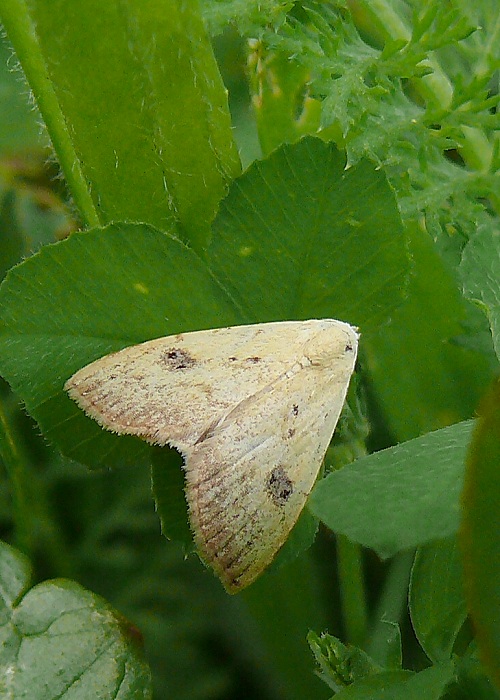 pamora trávová Rivula sericealis