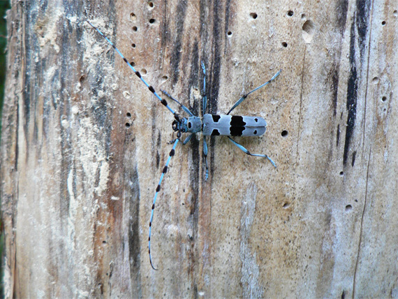 fuzáč alpský Rosalia alpina