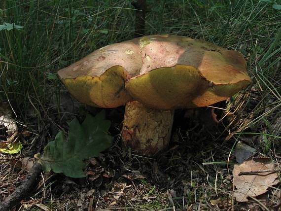 hríb Le Galovej Rubroboletus legaliae (Pilát & Dermek) Della Maggiora & Trassin.