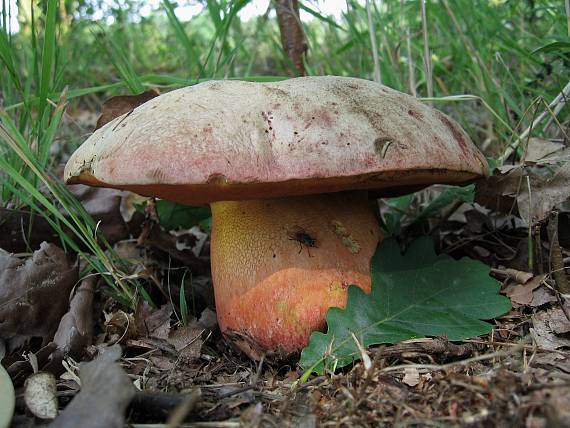 hríb Le Galovej Rubroboletus legaliae (Pilát & Dermek) Della Maggiora & Trassin.