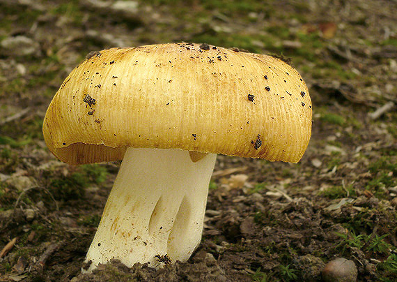 plávka smradľavá Russula foetens Pers.