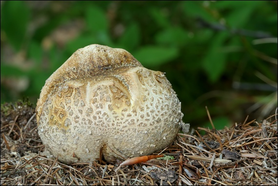 pestrec obyčajný Scleroderma citrinum Pers.