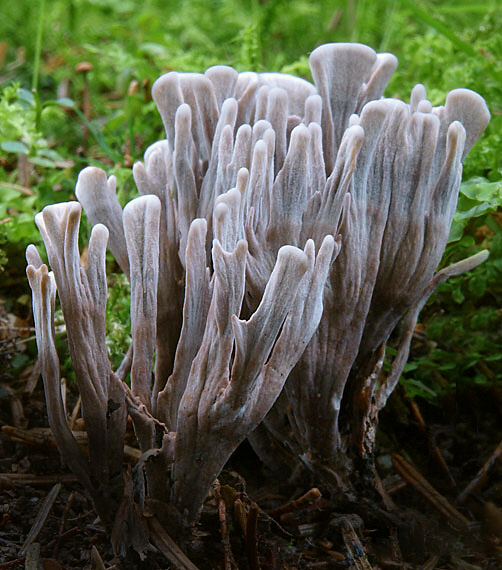 plesňovka smradľavá Thelephora palmata (Scop.) Fr.