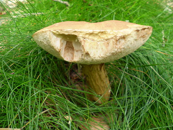 podhríb žlčový Tylopilus felleus (Bull.) P. Karst.