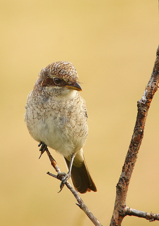 samica strakosa