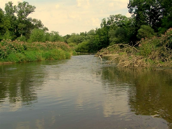 meandry řeky Moravy