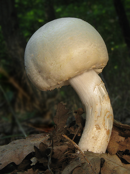 pečiarka Agaricus sp.