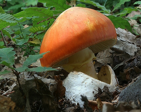 muchotrávka cisárska Amanita caesarea (Scop.) Pers.