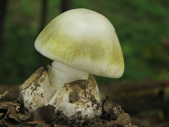 muchotrávka zelená Amanita phalloides (Vaill. ex Fr.) Link