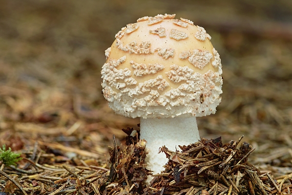 muchotrávka červenkastá Amanita rubescens Pers.