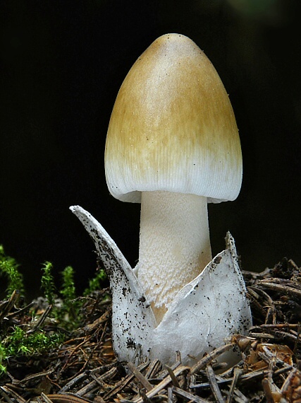 muchotrávka pošvatá Amanita vaginata (Bull.) Lam.