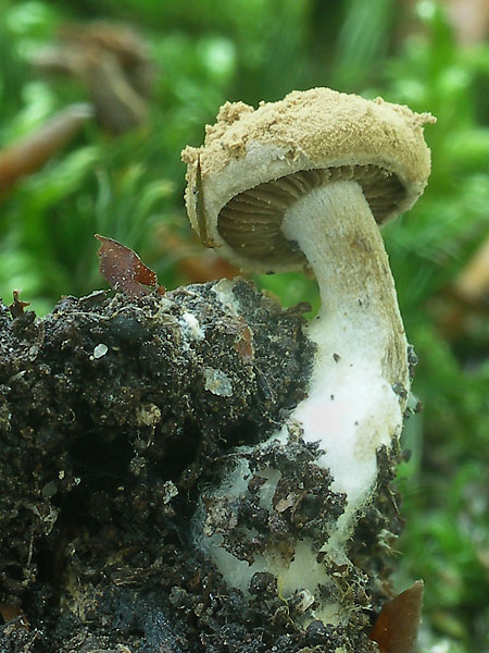 príživnica prášnicovitá Asterophora lycoperdoides (Bull.) Ditmar