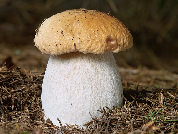 hríb smrekový Boletus edulis Bull.