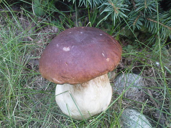 hríb smrekový Boletus edulis Bull.