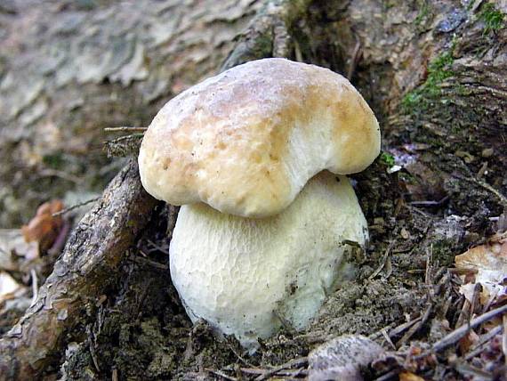 hríb smrekový Boletus edulis Bull.