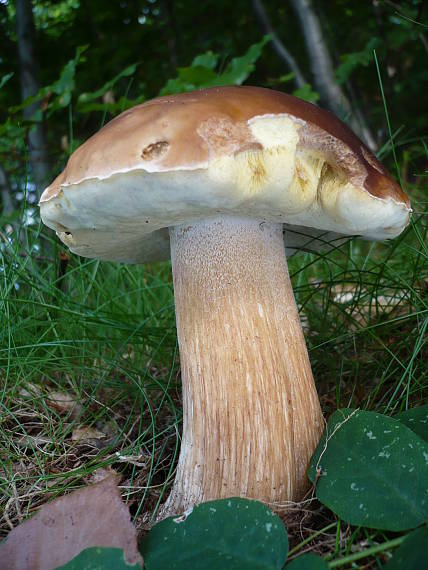 hríb smrekový Boletus edulis Bull.