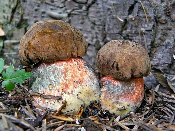 hríb zrnitohlúbikový Boletus erythropus