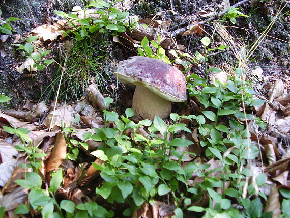 hríb sosnový Boletus pinophilus Pil. et Dermek in Pil.