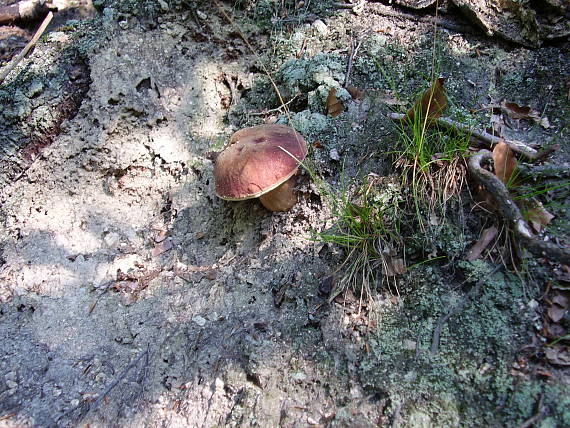 hríb sosnový Boletus pinophilus Pil. et Dermek in Pil.